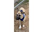 Adopt Jonah a German Shepherd Dog, Black Mouth Cur