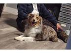 Adopt Tango a Australian Shepherd