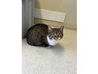Adopt Lionel a Domestic Short Hair