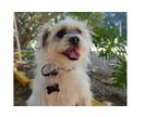 Adopt Buddy a Lhasa Apso, Mixed Breed