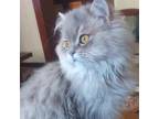 Adopt Prince Charming a Persian