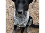 Adopt Quinn a Australian Cattle Dog / Blue Heeler