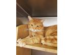 Adopt Morris-MCAC a Domestic Short Hair