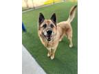 Adopt George a German Shepherd Dog