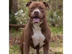 Adopt Joffrey a American Staffordshire Terrier, Mixed Breed