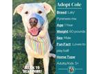 Adopt Cole a Labrador Retriever, Great Pyrenees