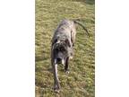 Adopt Moose a Presa Canario