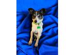 Adopt Colby a Fox Terrier