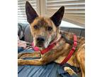 Adopt Scooby a German Shepherd Dog