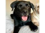 Adopt Boss a Black Labrador Retriever