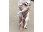 Adopt Kenney a Terrier, Labrador Retriever