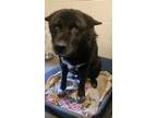 Adopt Sitka a Chow Chow