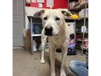 Adopt Frosty a Labrador Retriever