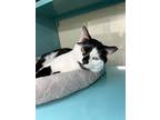 Adopt Leonard a Domestic Short Hair