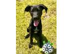 Adopt Buell a German Shorthaired Pointer, Mixed Breed