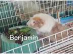 Adopt Benjamin a Abyssinian