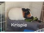 Adopt Krispie a Guinea Pig