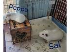 Adopt Peppa a Guinea Pig