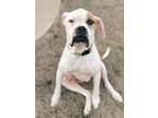 Adopt Jack a Boxer