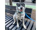 Adopt Charlie Chickadee a Australian Cattle Dog / Blue Heeler