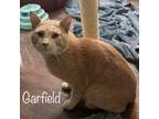 Adopt Garfield a Domestic Short Hair