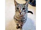 Adopt Jasper a Domestic Short Hair