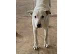 Adopt Lyle a Labrador Retriever