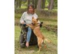 Adopt Bruno the Carolina Dog - Can transport to other locations a Carolina Dog