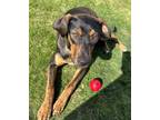 Adopt Achilles a Doberman Pinscher