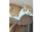 Adopt R.J. (Rusty Jr.) a Domestic Short Hair