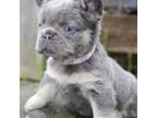 French Bulldog Puppy for sale in Portland, OR, USA