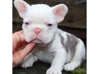 French Bulldog Puppy for sale in Portland, OR, USA