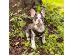 French Bulldog Puppy for sale in Portland, OR, USA