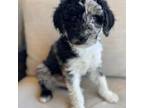 Aussiedoodle Puppy for sale in Vail, AZ, USA