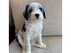 Aussiedoodle Puppy for sale in Vail, AZ, USA