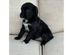 Aussiedoodle Puppy for sale in Vail, AZ, USA