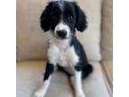 Aussiedoodle Puppy for sale in Vail, AZ, USA