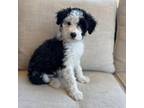 Aussiedoodle Puppy for sale in Vail, AZ, USA