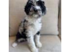Aussiedoodle Puppy for sale in Vail, AZ, USA