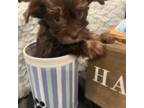 Yorkshire Terrier Puppy for sale in Higden, AR, USA