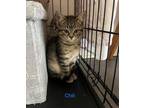 Adopt Chili a Domestic Short Hair