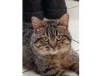 Adopt Biscuit a Domestic Short Hair