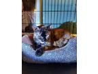 Adopt Marble a Tortoiseshell