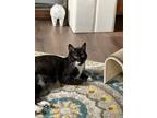 Adopt Sweet Pea a Domestic Short Hair