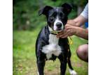 Adopt Sally a Mixed Breed