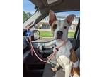 Adopt Tally a Mixed Breed