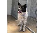 Adopt Alora a Australian Cattle Dog / Blue Heeler