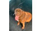 Adopt Coco a Mixed Breed