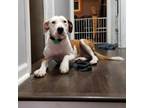 Adopt Trixie a Labrador Retriever, Staffordshire Bull Terrier