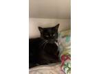 Adopt Brownie a Domestic Short Hair